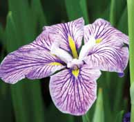 Irys Syberyjski (Iris) Opal (1 szt.