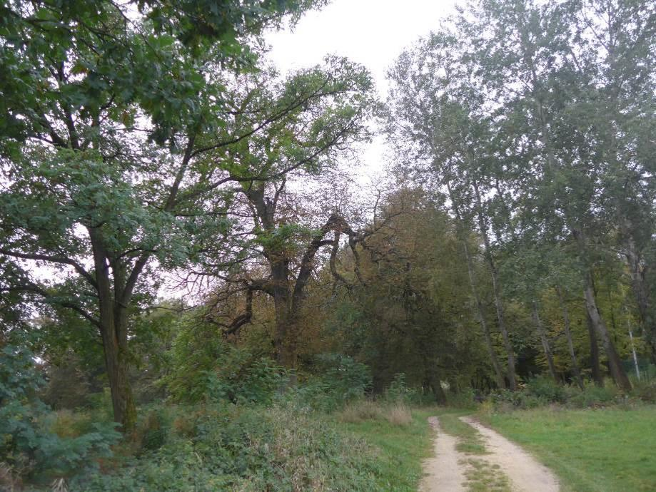 Zadanie 10: Modernizacja parku Lipiny Zdjęcie 20 Park Lipiny w Łubnicach Fot.