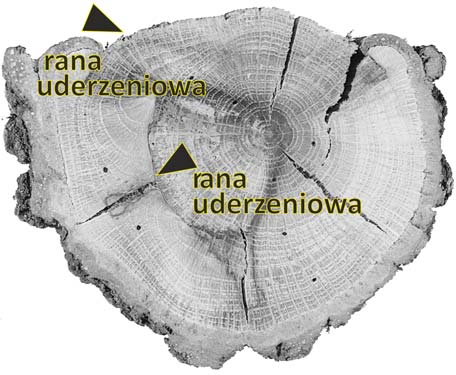 Zdarzenia czym skutkują i jaki pozostawiają zapis geologiczny? 61 drzew dają znakomity zapis czasu.