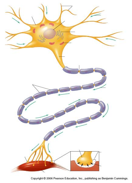 Komórka nerwowa - neuron dendryty jądro siateczka