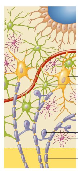 Komórki glejowe Ependyma Astrocyty - transport substancji odżywczych, rozwój neuronów, regulacja poziomu neurotransmiterów i komunikacji synaptycznej; uszczelnianie bariery krewmózg Mikroglej -