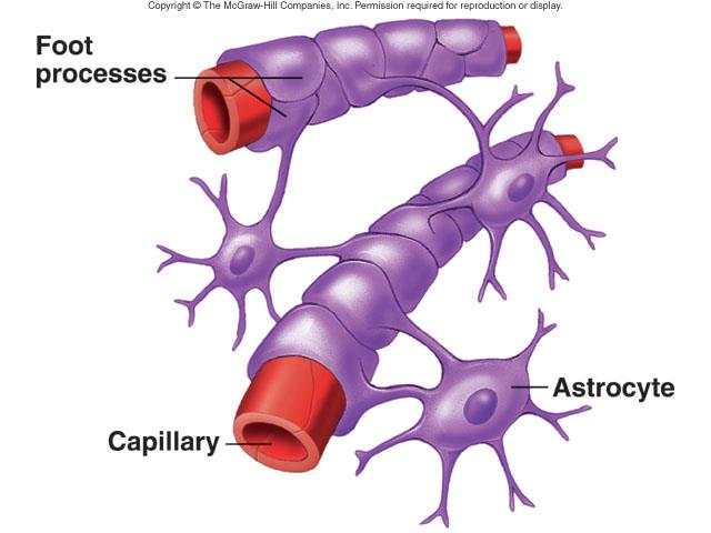 Bariera krew-mózg 1. Fizyczna i biochemiczna bariera pomiędzy naczyniami krwionośnymi a tkanką nerwową. 2. Umożliwia wybiórczy transport substancji z krwi do płynu mózgowordzeniowego. 3.