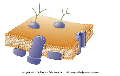 Błona komórkowa Zewnętrzna część (dodatni ładunek, głównie jony
