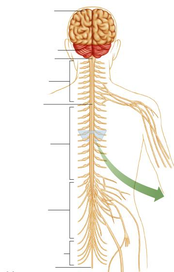 Podział anatomiczny układu nerwowego Mózg Ośrodkowy UN