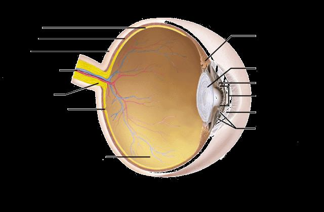 Anatomia ludzkiego oka Siatkówka Naczyniówka Twardówka Naczynia
