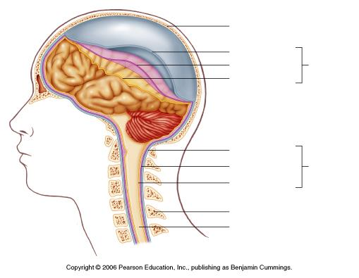 Ośrodkowy układ nerwowy 1. Mózg i rdzeń kręgowy otoczone są 3 oponami mózgowymi, które je chronią.