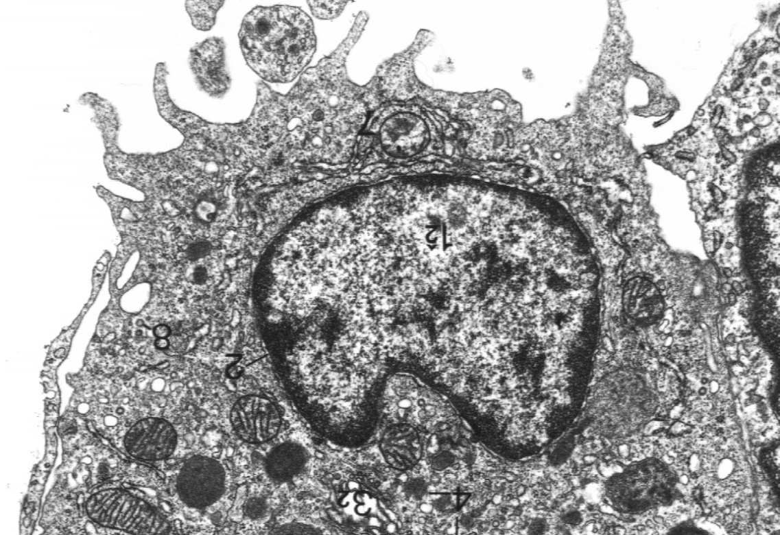 Błona biologiczna - uniwersalny budulec większości organelli komórkowych Błona biologiczna