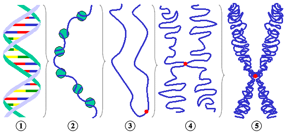 UORGANIZOWANIE WŁÓKNA CHROMATYNOWEGO 1) HELIKS DNA (skracanie 2x długości DNA) 2) WŁÓKNO NUKLEOSOMOWE ELEMENTARNE LUB NUKLEOFILAMENT (skrócenie 7x) 3)