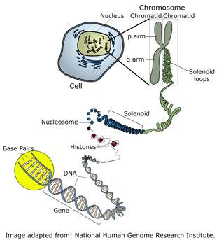 CHROMOSOM