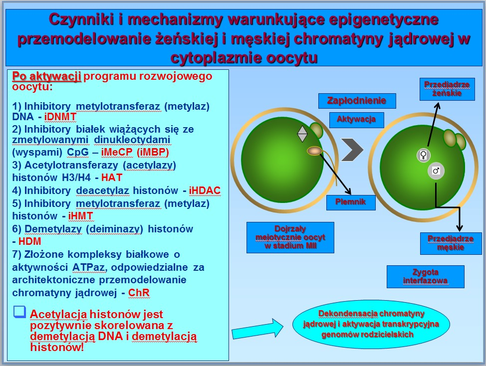 7) złożone kompleksy białkowe o aktywności ATPaz, odpowiedzialne za architektoniczne przemodelowanie chromatyny jądrowej ChRs (ang. chromatin remodelers).