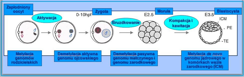 (somatogenicznej), wywodzących się z wyspecjalizowanych komórek węzła zarodkowego zasiedlających epiblast i hipoblast, ma miejsce ilościowe przywrócenie globalnych modyfikacji epigenetycznych w
