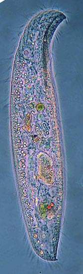 CILIATA ORZĘSKI pochodzenie cortex Tetrahymena wyodrębnienie szlaku płciowego p (micronucleus)) od somatycznego (macronucleus)) jak u zwierząt wielokomórkowych u najpierwotniejszych