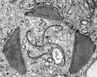 CILIATA ORZĘSKI anatomia