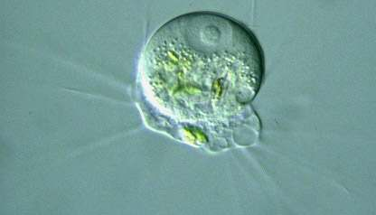 CERCOZOA AMEBY pełzający wiciowiec Cercomonas skorupkowe z