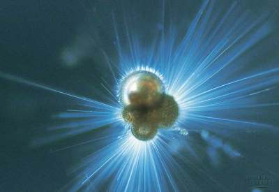 FORAMINIFERA OTWORNICE planktonowe Globigerina od 150 mln lat pospolite w planktonie oceanicznym