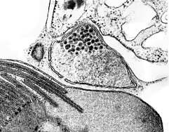 CRYPTOPHYTA seryjna endosymbioza nucleomorph Chroomonas nucleomorph chloroplast z czterema błonami między nimi nukleomorf z DNA interpretowane
