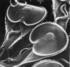 DIPLOMONADIDA EUGLENY bez mitochondriów Giardia osiowa wiązka mikrotubul pierwotnie podwójne