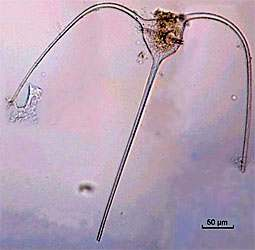 DINOFLAGELLATA = DINOPHYTA BRUZDNICE ewolucja Ceratium Prorocentrum Oxyrrhis Dinophysis pierwotnie liczne tabule i