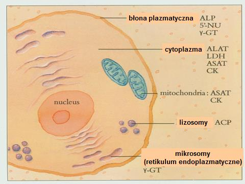 2 Enzymy wskaźnikowe (komórkowe): ich większa aktywność w płynach ustrojowych wskazuje na uszkodzenie narządu/tkanki i jest proporcjonalna do stopnia uszkodzenia (np.