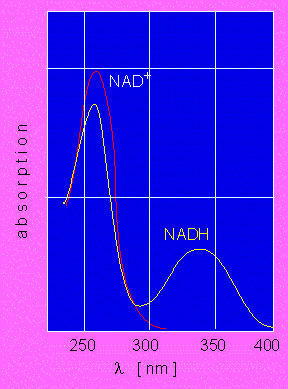 4 Ryc. 3. Test optyczny Warburga. Zmiany absorbancji mierzy się przy długościach fali 334/340/365 nm. 1.