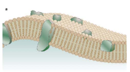 Modele struktury błony komórkowej płynny model mozaikowy Singer Nicholson, Science