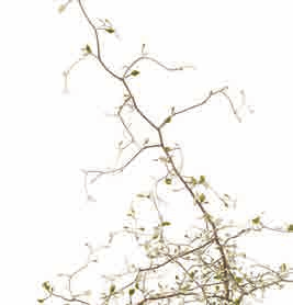 F73047 Texwood