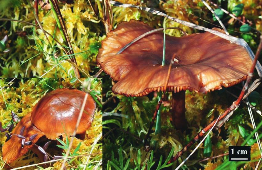 182 Fragm. Florist. Geobot. Polon. 23(1), 2016 Ryc. 2. Owocniki Armillaria ectypa w rezerwacie Torfowisko Konotop (03.10.2015; fot. M. Stasińska) Fig. 2. Armillaria ectypa basidiomata in Torfowisko Konotop reserve (03.