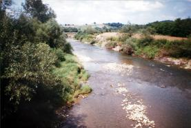 b) Zbiorowiska trawiaste Molino-Arrhenatheretea Arrhenatheretalia Arrhenatherion elatioris Arrhenatheretum medioeuropaeum (łąka owsicowa) Cynosurion Lolio-Cynosuretum (zespół życicy i grzebienicy