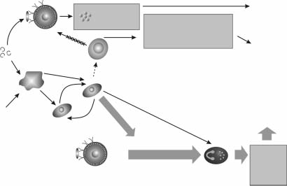 kwasu hydroksyeikozotetraenolowego (hydroxyeico - satetraenoic acid HETE), kwasu hydroperoksyeikozotetraenolowego (hydroperoxyeicosatetraenoic acid HPETE), leukotrienów C 4, D 4 (LTC 4, LTD 4 ),