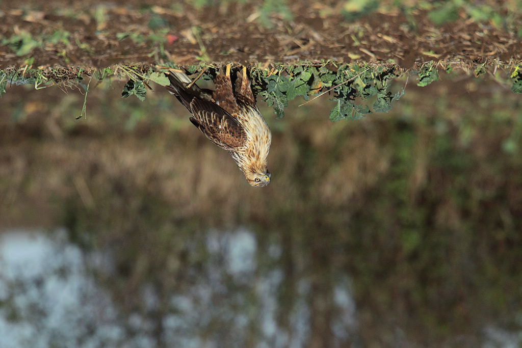 Fot. 8. Kurhannik Buteo rufinus, Grodkowice, wrzesień 2012 (fot. R. Kostuch) Long-legged Buzzard, Grodkowice, September 2012 pow. hrubieszowski (M. Przepiórka, J. Mydlak); 01.09.12. 1 ad.