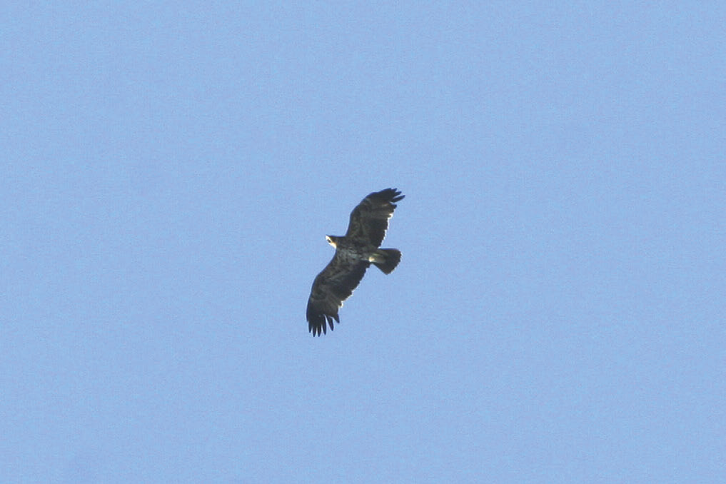 Fot. 9. Orzeł cesarski Aquila heliaca, Chyleniec, maj 2012 (fot. M. Maniakowski) Imperial Eagle, Chyleniec, May 2012 PODKARPACKIE: 17.03.12. 1 juv. (wideo), Lutowiska, pow. bieszczadzki (K.