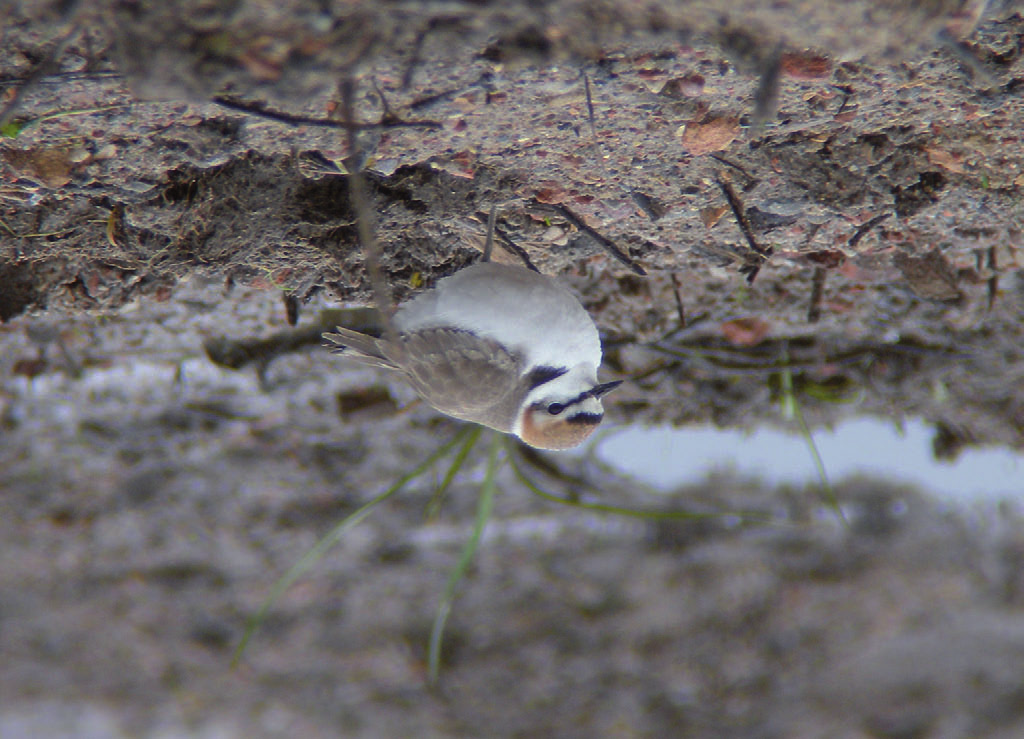Fot. 11. Sieweczka morska Charadrius alexandrinus, PN Ujście Warty, maj 2012 (fot. A. Stachnik) Kentish Plover, Warta Mouth NP, May 2012 LUBUSKIE: 05. 06.05.12. 1 (fot.