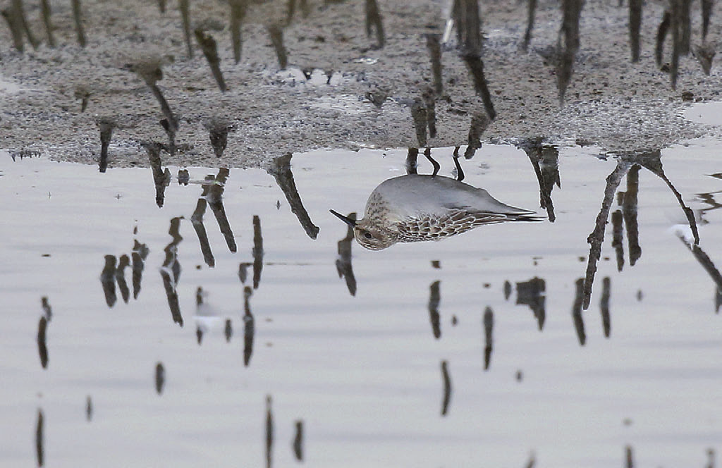 Biegus białorzytny Calidris fuscicollis 1/1, 1/1 ZACHODNIOPOMORSKIE: 04.07.12. 1 ad. (fot. 13, wideo), Świnoujście (pow.) (M. Sołowiej, Z. Kajzer).