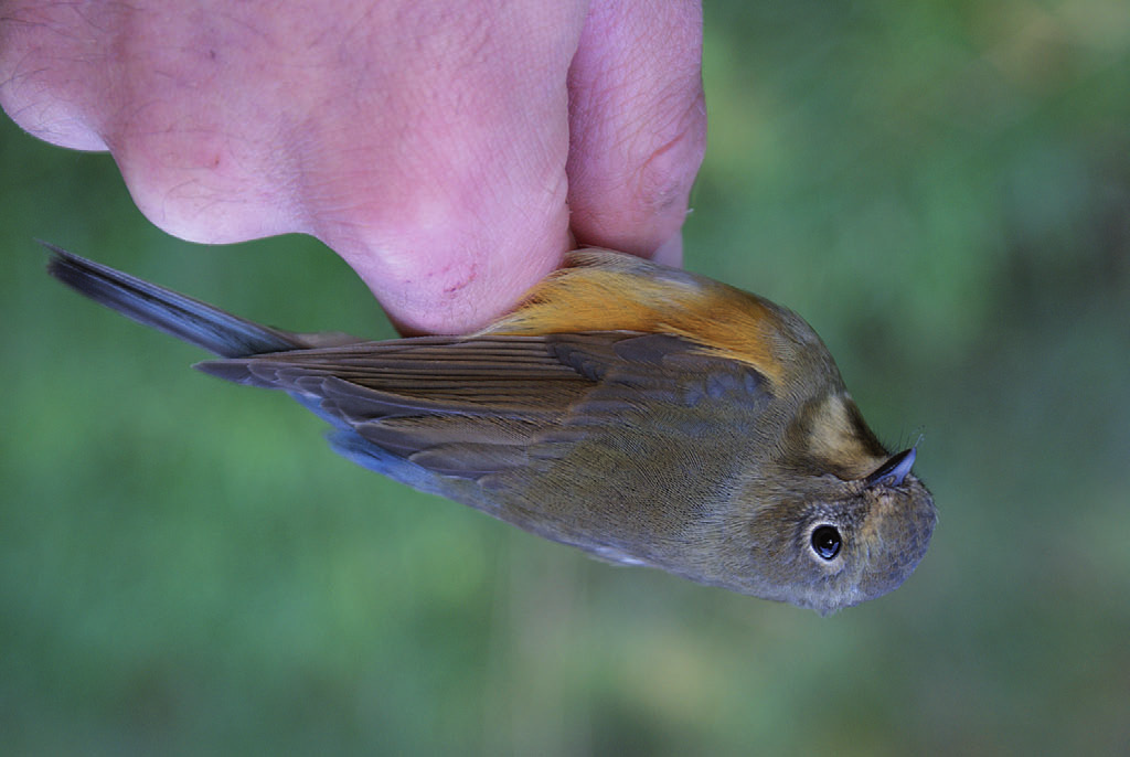 Fot. 21. Modraszek Tarsiger cyanurus, Wicie, październik 2012 (fot. G. Zaniewicz) Red-flanked Bluetail, Wicie, October 2012 Zaroślówka Acrocephalus dumetorum 118/123, 23/30 LUBELSKIE: 13. 18.06.12. 1 (foto, fono), Celejów, pow.