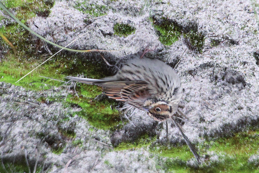 Fot. 26. Trznadelek Emberiza pusilla, Hel, listopad 2012 (fot.