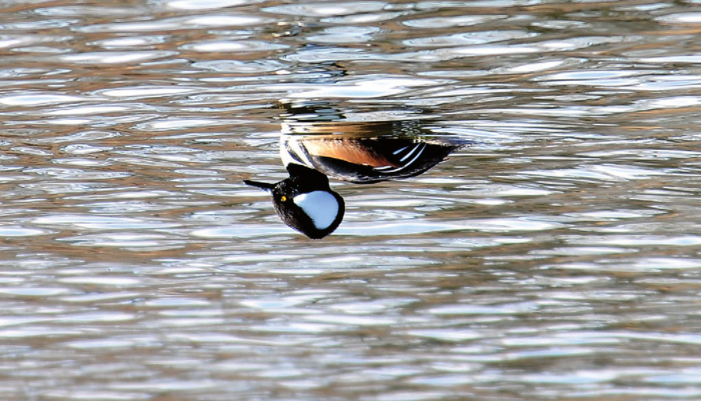 Kapturnik Lophodytes cucullatus, PN Ujście Warty, marzec 2012