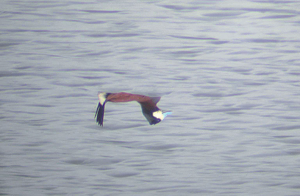 Fot. 4. Sterniczka jamajska Oxyura jamaicensis, Dębnica, maj 2012 (fot. M. Antczak) Ruddy Duck, Dębnica, May 2012 mil N od Rewala, pow. gryficki (Z. Kajzer, M. Jasiński, D. Marchowski); 08.10.12. 1 ad.