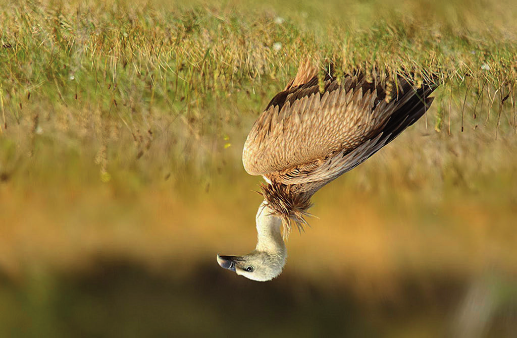 Fot. 7. Sęp płowy Gyps fulvus, okolice Płocka, październik 2012 (fot. M. Nawrocki) Griffon Vulture, vicinity of Płock, October 2012 ŚLĄSKIE: 04.09.12. 1 os., Międzybrodzie Żywieckie, pow. żywiecki (S.