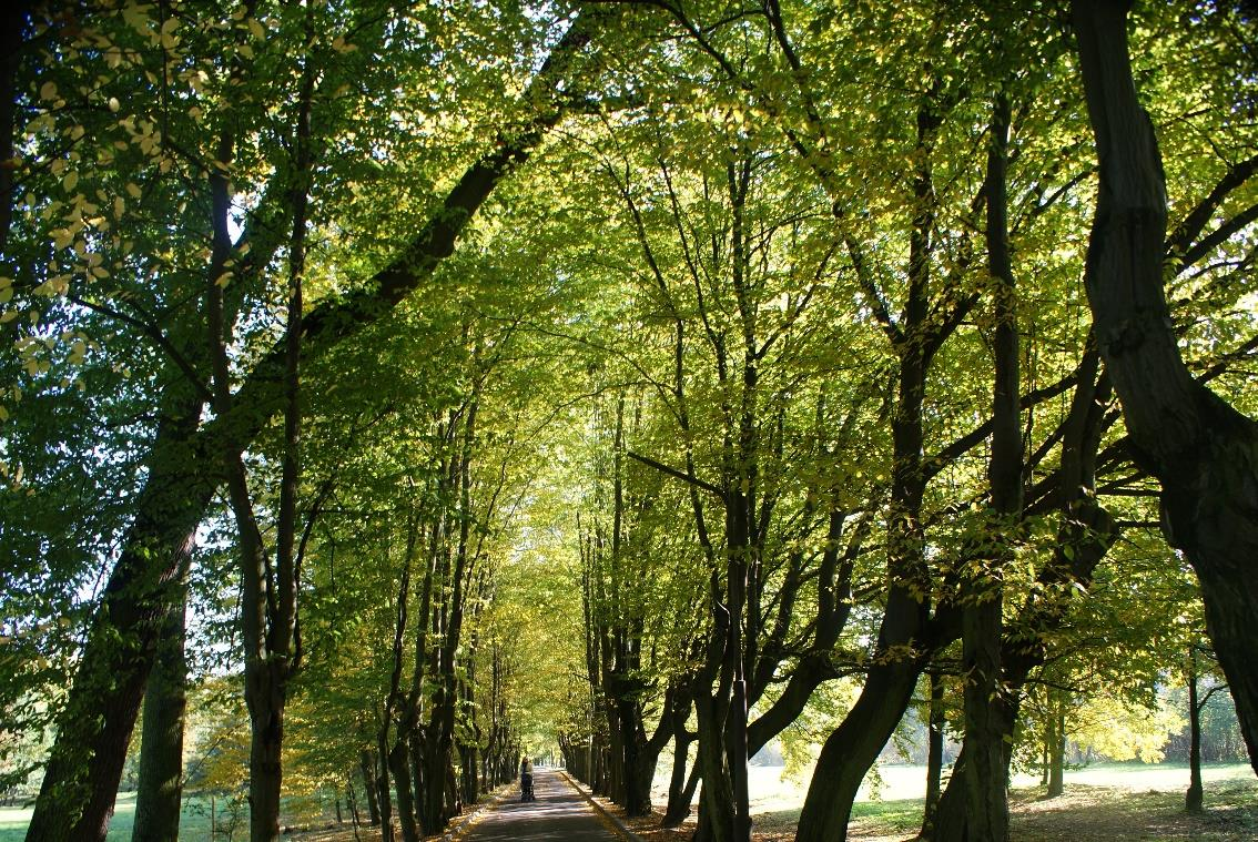 ścieżki dydaktycznej prace pielęgnacyjno-lecznicze drzewostanu oraz nowe nasadzenia drzew na terenie zabytkowego parku w Uniejowie