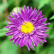 Fusarium roseum 0,5 - ASTER CHIŃSKI
