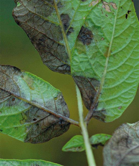 Zaraza ziemniaka (Phytophthora infestans) Objawy choroby na liściach oliwkowo-zielone plamy z jaśniejszą obwódką na obrzeżach liści, które w miarę postępowania infekcji powiększają się i zmieniają