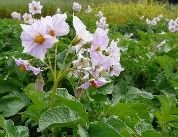 Wykaz środków ochrony roślin dopuszczonych do stosowania Ministerstwo Rolnictwa i Rozwoju Wsi http://www.minrol.gov.