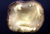 Bakterioza pierścieniowa ziemniaka (Clavibacter michiganensis spp.