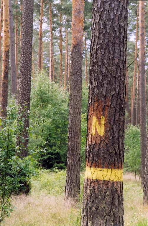 Hodowla lasu Drzewostany nasienne wyłączone - 894 ha, gospodarcze - 13,6 tys. ha Drzewa mateczne - 574 szt.
