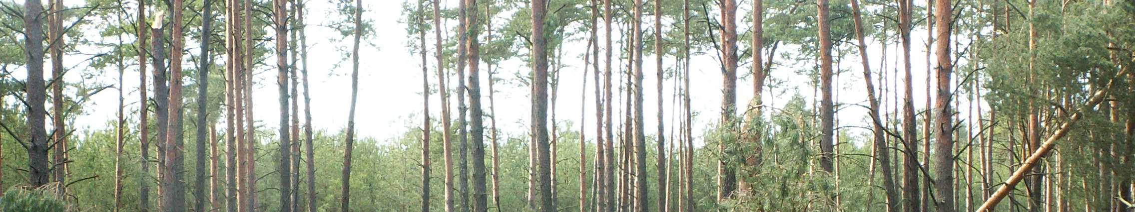 Główne zagroŝenia lasów