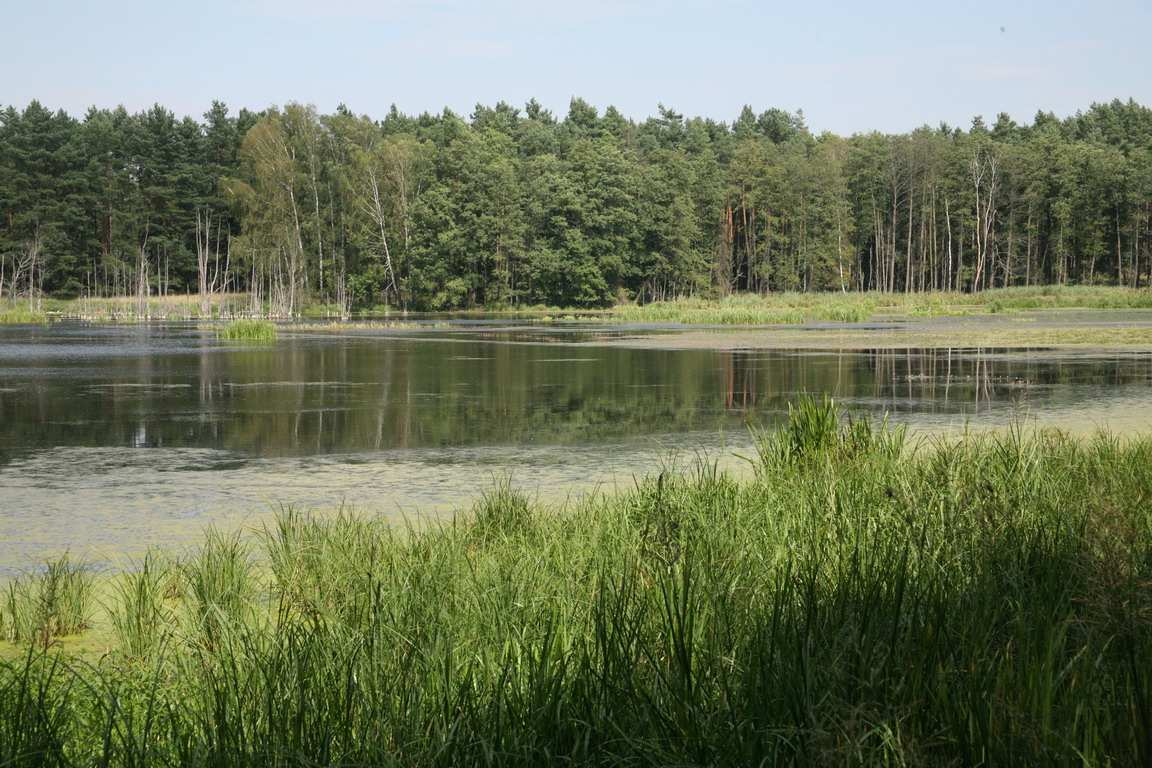 Przeciwdziałanie deficytowi wody w lasach Nadleśnictwo Osie Zbiornik Jabłonowiec odtworzenie zbiornika wodnego o
