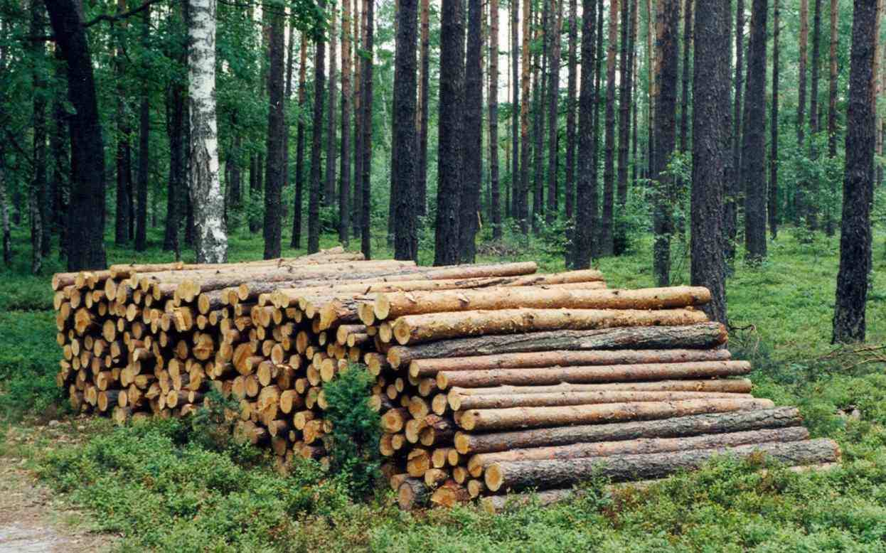Pozyskanie i sprzedaŝ drewna Roczne pozyskanie
