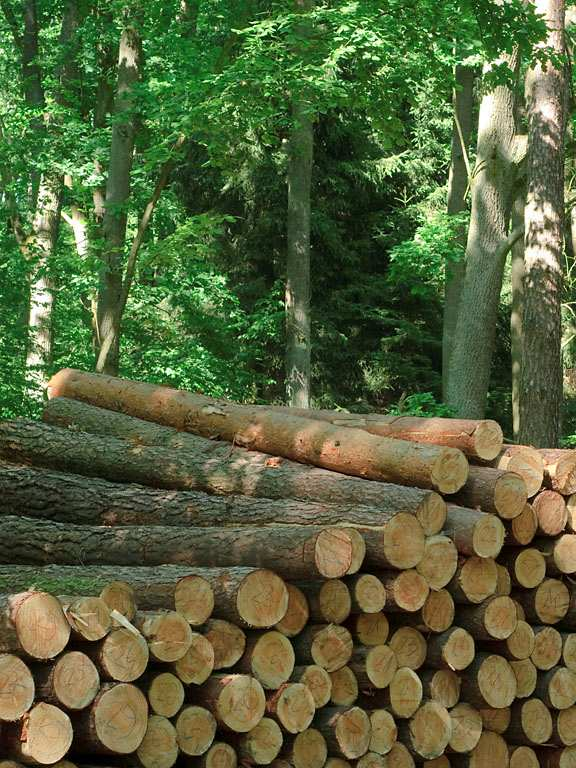 Rentowność RDLP w Toruniu Średnia z ostatnich 6