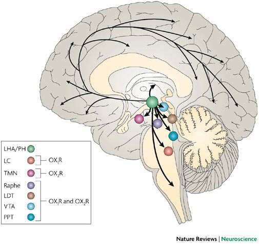 LC locus coeruleus (miejsce sinawe, NA) TMN tuberomamillary nucleus (j.