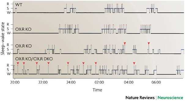 Narkolepsja u myszy knock-out Sakurai Nature Reviews
